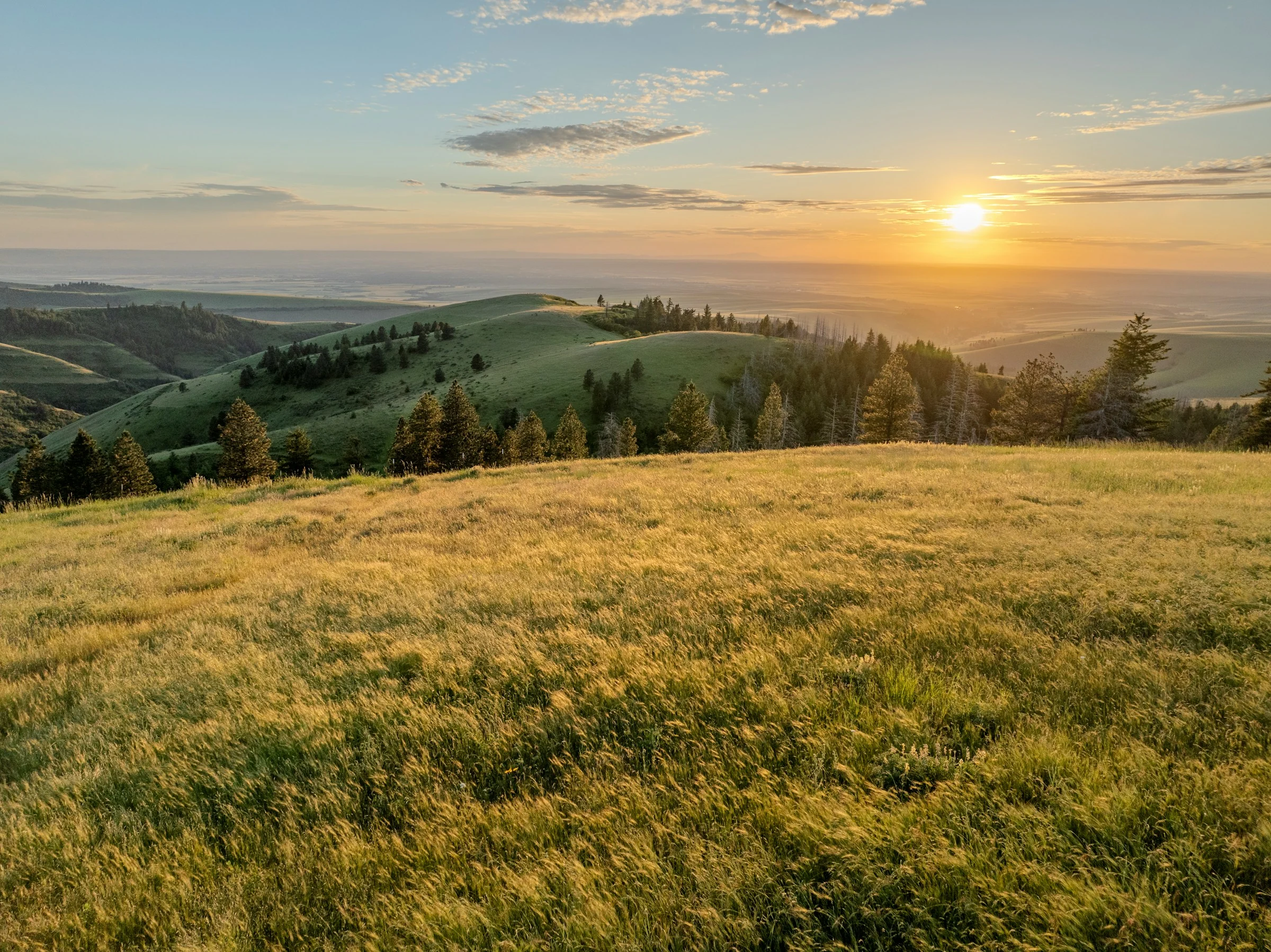 Golden fields rolling into the distance at sunset